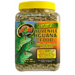 Zoomed  Juvenile Iguana  food
