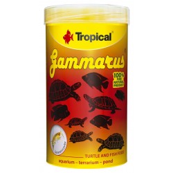 Tropical Gammarus Pulex